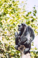 Chimpanzé assis sur une branche