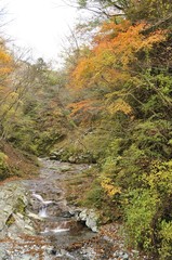 秋の渓流 ユーシン渓谷の雨山沢
