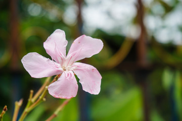 pink nerium oleander flower