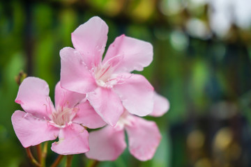 Naklejka na ściany i meble pink nerium oleander flower