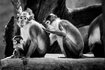 Famille de singes mangabey