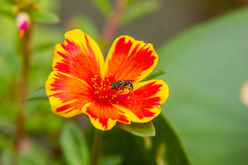 Bee on Portulaca flower in garden