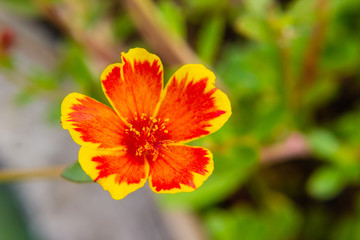 Closeup Portulaca flower in garden. (Portulaca oleracea)