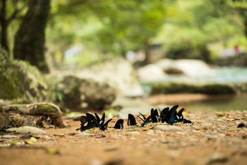 Group pack of double black butterflies flying on ground and fly in nature, many Butterfly swarm eats minerals soil salt in tropical forest