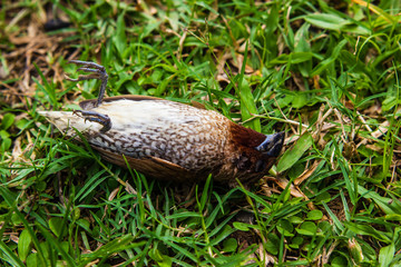 dead bird on green grass