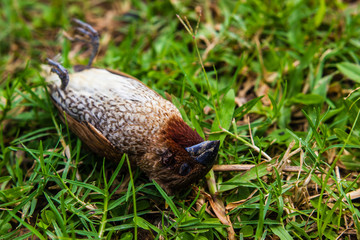 dead bird on green grass