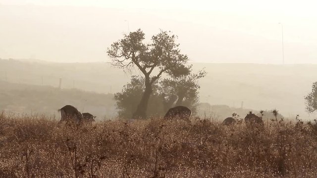 Israeli mountain gazelle near olive tree