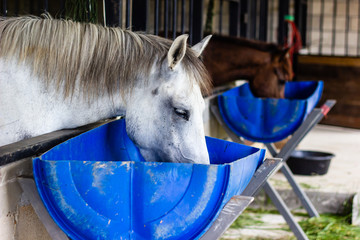 horse eating feed out of a rubber pan