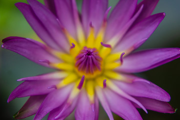 part of purple Lotus Water Lilly pollen