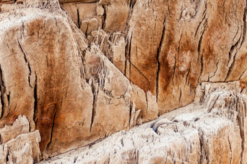 Palm tree texture. Close up of palm tree texture