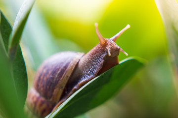 Close up of a snail