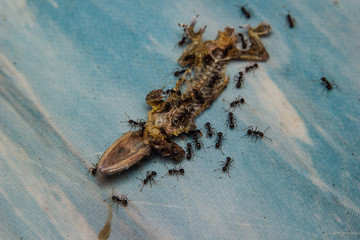 Close up of Dried dead small lizard
