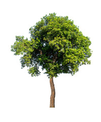 The tree is completely separated from the white ba background Scientific name  Ficus benjamina
