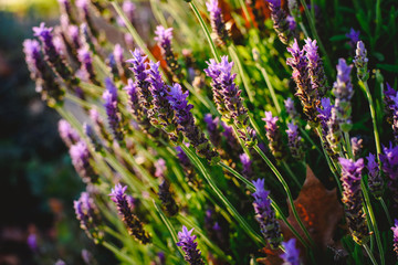 Close-up of lavender flowers blooming during spring.