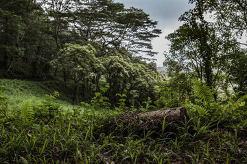 Fototapeta na wymiar Fallen Log in Kauai Rainforest