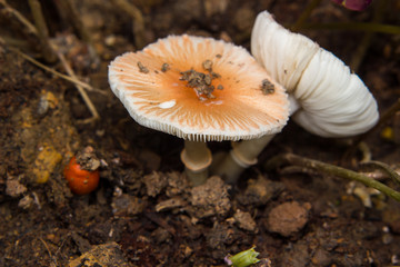 mushroom growing in the ground