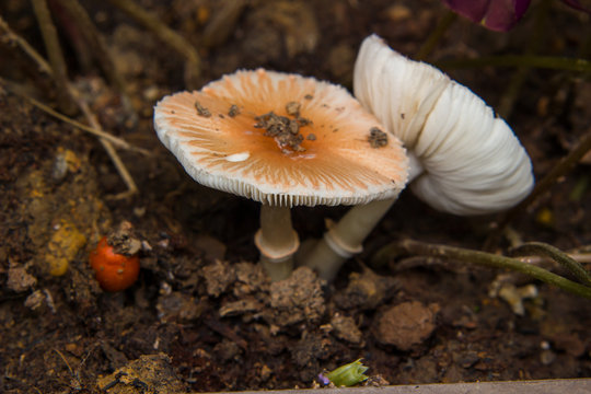 mushroom growing in the ground