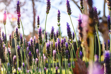 Lavender, beautiful and romantic aromatic plant with bright colors.
