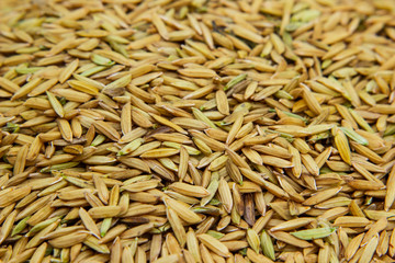 pile of paddy rice and and rice seed background