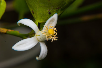close up of blossoming lemon flower in the garden