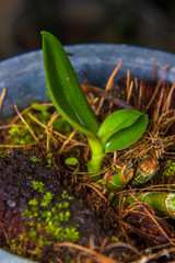 young orchid plant growing