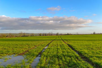Fototapeta na wymiar Fields in rural Northamptonshire