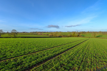 Fields in rural Northamptonshire