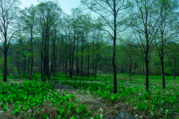 いもり池周辺の水芭蕉