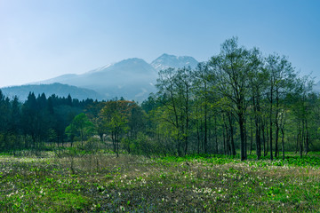 いもり池周辺の水芭蕉