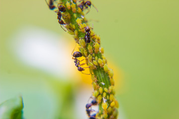 close up aphids over a stem in the garden