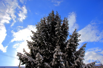 冠雪のクリスマスの木