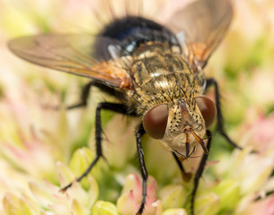 fly on flower
