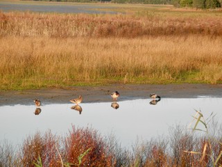 Waterfowl on pond