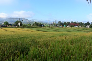 Fototapeta na wymiar Beautiful rice fields in the Thai countryside