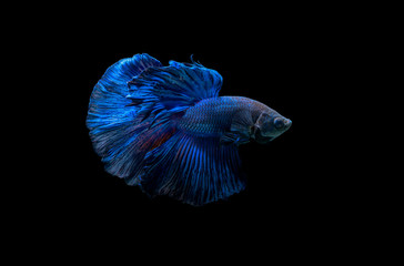 blue siamese fighting fish, betta splendens