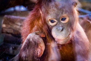Portrait d'un bébé orang-outan de Bornéo