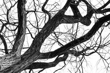 dense tree branches against bright sky in black and white