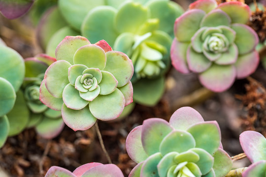 many green Roseum succulent plant covered ground texture