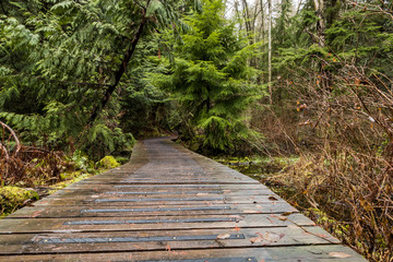 wet wooden walkway lead deep into the damp forest with green trees on both sides