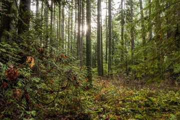 weak sunlight shine through the trees deep in the forest