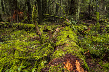 old forest filled with falling trees covered in green mosses