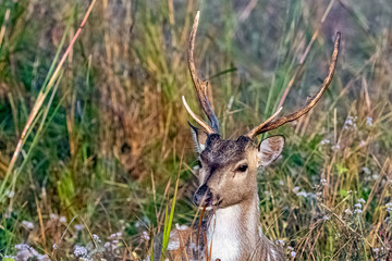 Portrait of young male chital or cheetal (Axis axis), also known as spotted deer or axis deer - Jim Corbett National Park, India