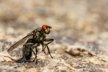 Flys 