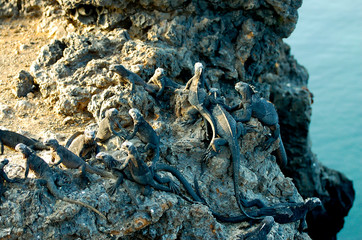 Marine Iguanas - Galapagos - Ecuador