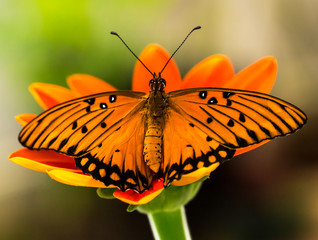 Gulf fritillary  © V