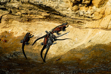 Fototapeta premium Marine Iguanas - Galapagos - Ecuador
