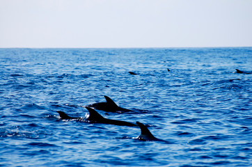 Fototapeta premium Wild Dolphin - Galapagos - Ecuador