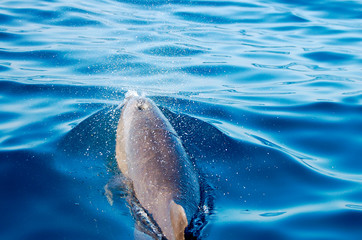 Naklejka premium Wild Dolphin - Galapagos - Ecuador