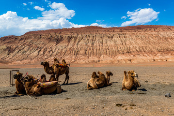 camel in Inner-Mongolia, China