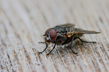 Flys 